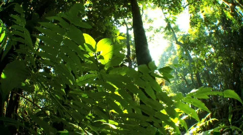 Environmental Rainforest with Audio Vídeos de archivo 629387