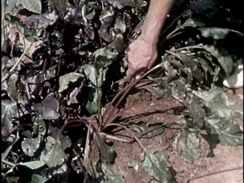 Environmental samples are collected near nuclear testing sites and analyzed for Stock Footage 75282922