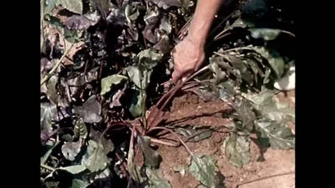 Environmental samples are collected near nuclear testing sites and analyzed for Stock Footage 146473438