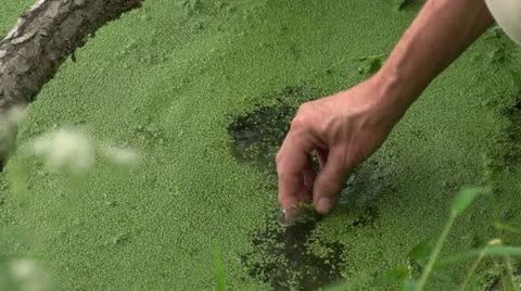 Environmental scientist looking at water sample, close up of hand Vídeo Stock 12030650