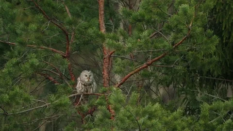 Environmental Shot Of The Ural Owl (Strix uralensis) On A Tree Branch Stock Footage 238679289