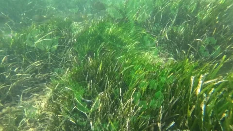 Environmental technology concept. Sustainable development goals. SDGs. Stock Footage 338063152