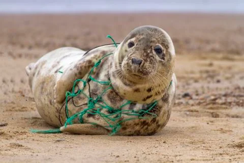 Environmental Tragedy - Seal Caught in Net Stock Photos