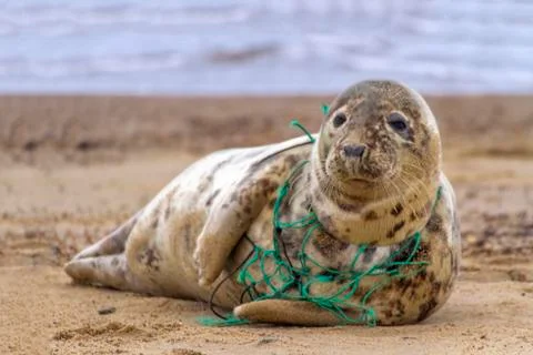 Environmental Tragedy - Seal Caught in Net Stock Photos