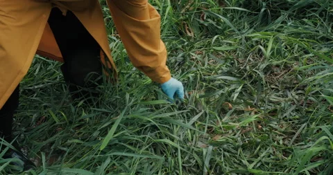 Environmentalist in raincoat takes sample of water from reservoir into test tube Stock Footage 194487381