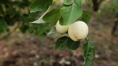 Environmentally friendly apples. Green white apples on the tree. Stock Footage 158050381