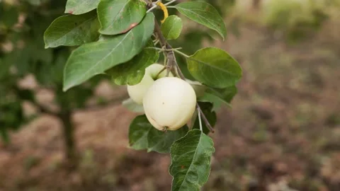 Environmentally friendly apples. Green white apples on the tree. Stock-Footage 158050393