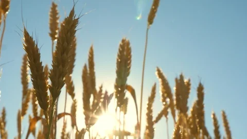 Environmentally friendly wheat. field of ripening wheat against the blue sky Stock Footage 125652091