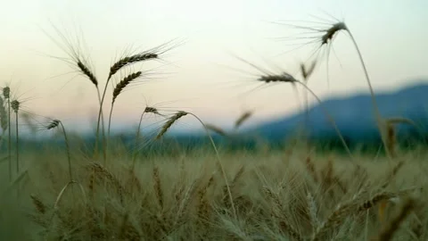 Environmentally friendly wheat Stock Footage 135895920