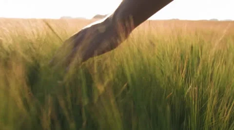 Envivo 70 Stock Footage 26132968