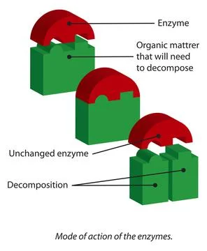 Enzyme Action Diagram Stock Illustration