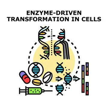 Enzyme driven transformation in cells generating genetic material Stock Illustration