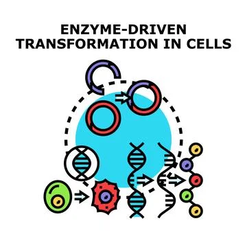 Enzyme driven transformation in cellular biology process 스톡 일러스트
