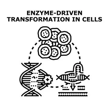 Enzyme driven transformation process in cellular biotechnology 스톡 일러스트
