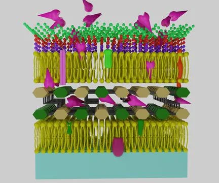 Enzyme inside of gram negative bacteria Stock Illustration