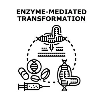 Enzyme mediated transformation altering dna structure research Illustrazione stock