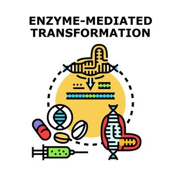 Enzyme mediated transformation altering dna structure research Stock Illustration