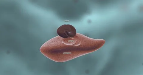 In enzyme reactions, the molecules involved in this process are called substr Illustrazione stock