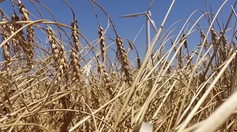 Eolic windmill turbine wind renewable energy wheat farm slow motion 120fps Stock Footage 66760256