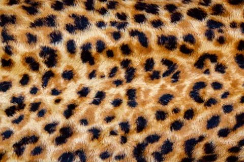 Eopard Seamless Pattern. Stock Photos