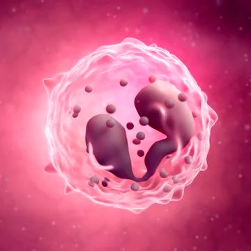 Eosinophil Stock Illustration