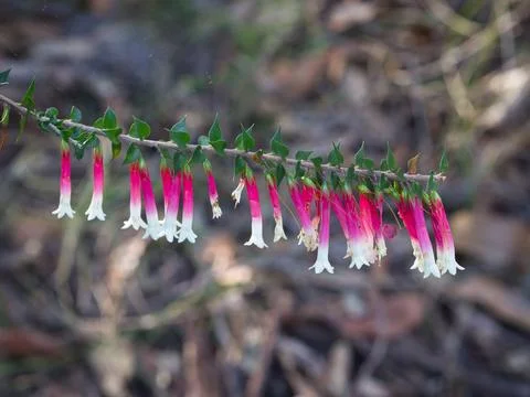 Epacris longiflora Stock Photos