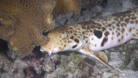 Epaulette shark Close up at night Video stock 74079229