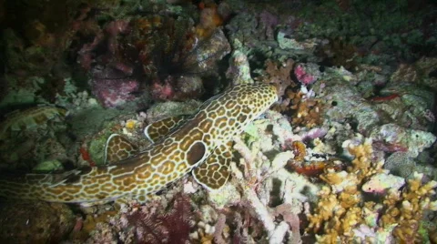 Epaulette Shark Stock Footage 350982