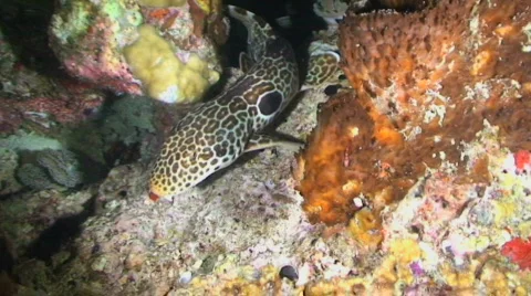 Epaulette Shark Stock Footage 350999