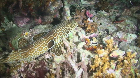 Epaulette Shark 動画素材 351040