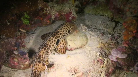 Epaulette Shark 動画素材 352280