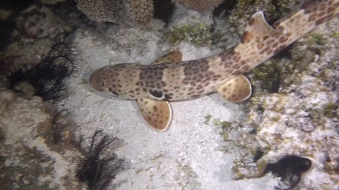 Epaulette shark at night Video stock 74078601