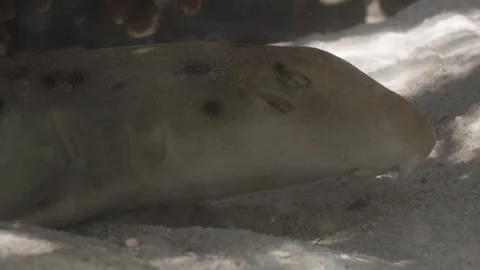 Epaullette Shark Close Up Stock-Footage 297119306