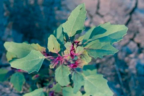 Epazote vegetable Foto stock