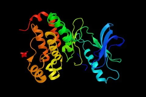 EPH receptor A3, a protein which has been shown to interact with EFNB2 and .. Illustrazione stock