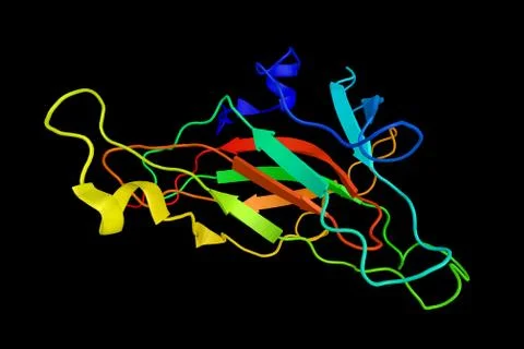 EPH receptor A4, a protein connected with the neurodegenerative disease Amy.. Illustration
