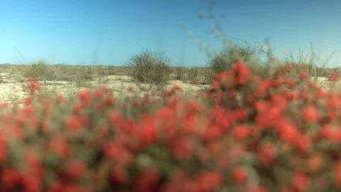 Ephedra with red berries Vídeos de archivo 90288711
