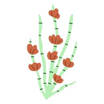 Ephedra vector plant Stock Illustration