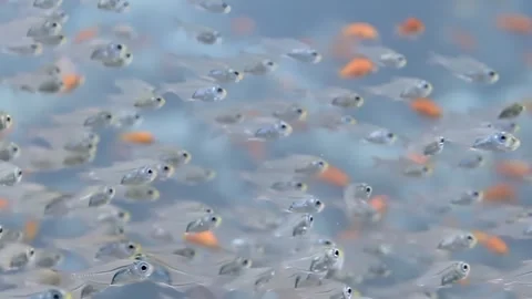 Ephemeral Dance of Translucent Fish in a Sunlit Aquatic World Stock Footage 340588619