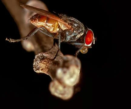 Ephemeral Drop: The Liquid Dance of a Fly Stock Photos