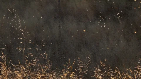 Ephemeral fly insect in coupling, they leave only one day only on clean Stockbeeldmateriaal 128810586