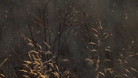 Ephemeral fly insects 스톡 동영상 128811067