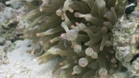 Ephemeral ghost shrimp dances within anemone garden, red sea Stock Footage 317278255