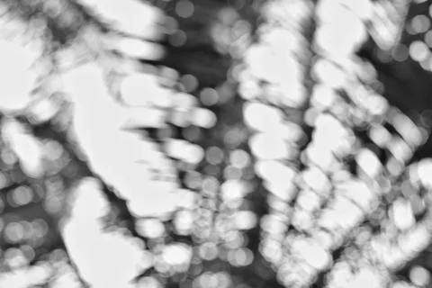 Ephemeral Impressionism Capturing Motion and Light in Abstract Black and Whit Stock Photos