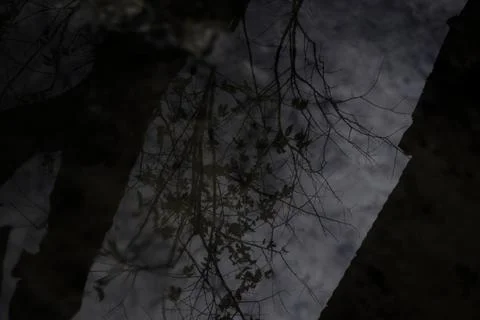 Ephemeral reflections Dark tree branches mirror sky in mysterious pool Stock Photos