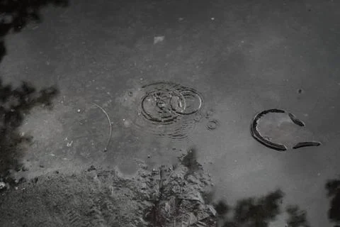 Ephemeral Ripples: Capturing Reflections and Tranquility in a Rain-Kissed P.. Stock Photos