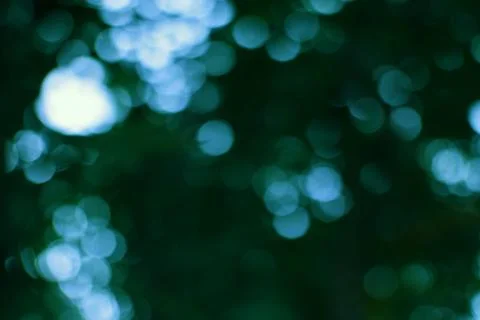 Ephemeral Spheres of Light dancing through a dark arboreal canopy offering .. Stock Photos