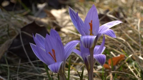 Ephemeral spring primrose flowers Crocus sativus saffron with orange stamens Stock Footage 126642183