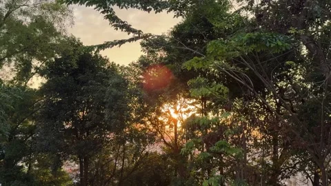 Ephemeral Sunbeams Piercing Through a Verdant Woodland Canopy at Golden Vidéo 325194426