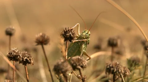 Ephippiger Stock Footage 11152437